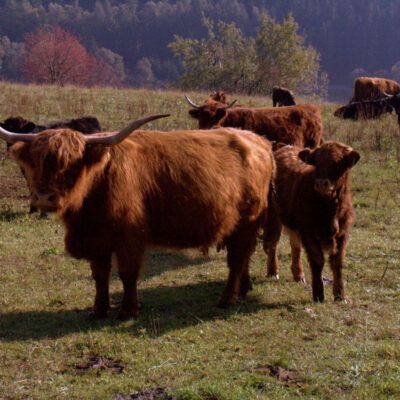 Kleintettau: Schottische Hochlandrinder im Frankenwald