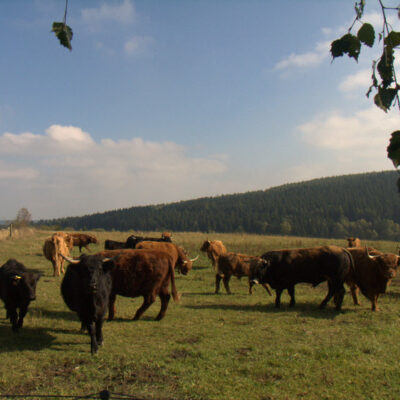 Kleintettau: Schottische Hochlandrinder im Frankenwald
