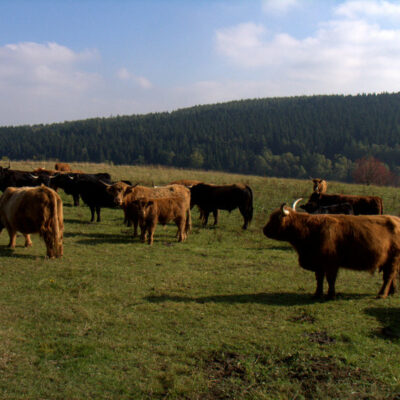 Kleintettau: Schottische Hochlandrinder im Frankenwald