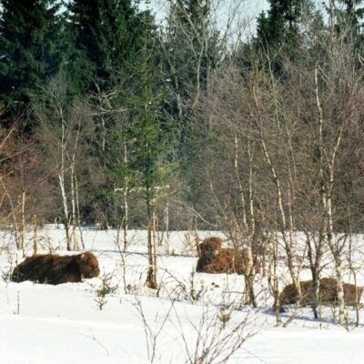 Kleintettau: Schottische Hochlandrinder im Frankenwald