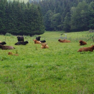 Kleintettau: Schottische Hochlandrinder im Frankenwald