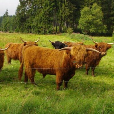 Kleintettau: Schottische Hochlandrinder im Frankenwald