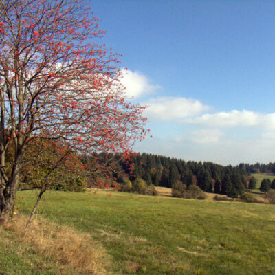 Kleintettau: Schottische Hochlandrinder im Frankenwald