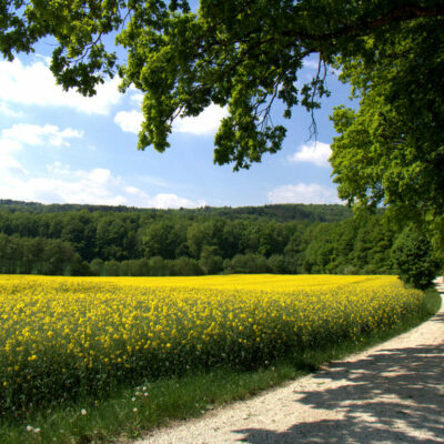 Klosterlangheim: Zum Weißen Kreuz und zum Viktor von Scheffel-Blick