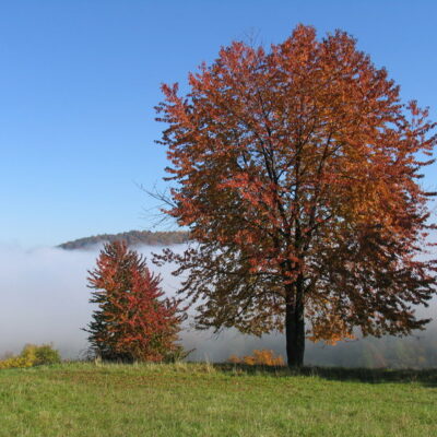 Krögelhof: Holzofenbrote und mehr