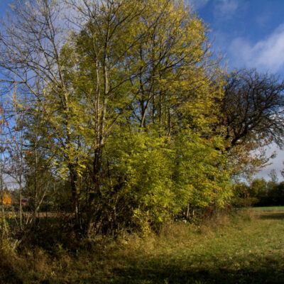 Krögelhof: Holzofenbrote und mehr