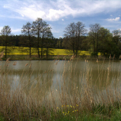 Steigerwald (Naturpark): Karpfenteiche - kleine Naturparadiese