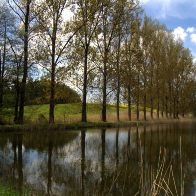 Steigerwald (Naturpark): Karpfenteiche - kleine Naturparadiese