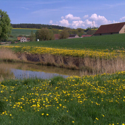 Steigerwald (Naturpark): Karpfenteiche - kleine Naturparadiese