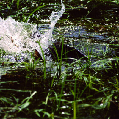 Steigerwald (Naturpark): Karpfenteiche - kleine Naturparadiese