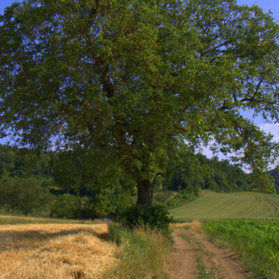 Uetzing: Ins Land der Nüsse