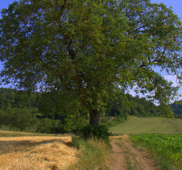 Uetzing: Ins Land der Nüsse