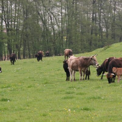 Walsdorf: Erlebnistour Aurachtalochsen