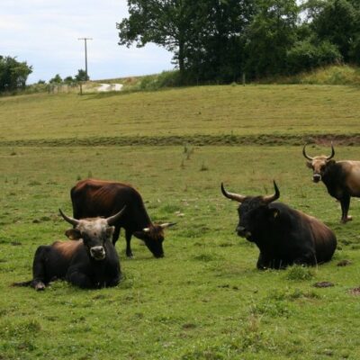 Walsdorf: Erlebnistour Aurachtalochsen