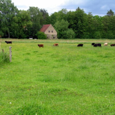 Walsdorf: Erlebnistour Aurachtalochsen