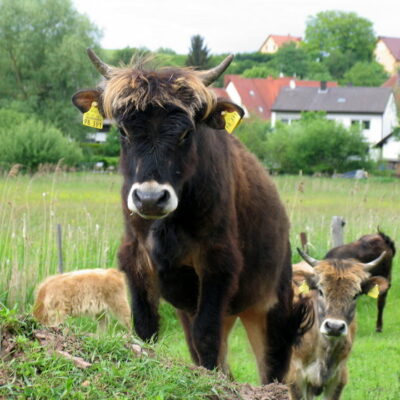 Walsdorf: Erlebnistour Aurachtalochsen