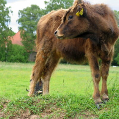 Walsdorf: Erlebnistour Aurachtalochsen