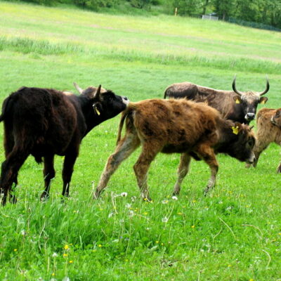 Walsdorf: Erlebnistour Aurachtalochsen