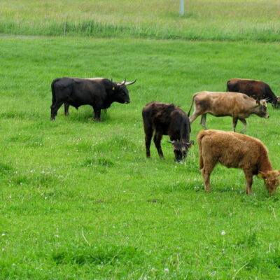 Walsdorf: Erlebnistour Aurachtalochsen