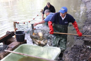 Abfischen am Karpfenteich