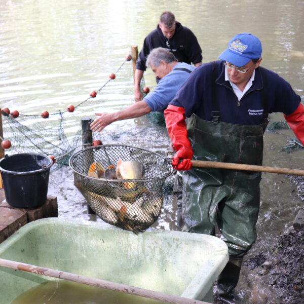 Abfischen am Karpfenteich