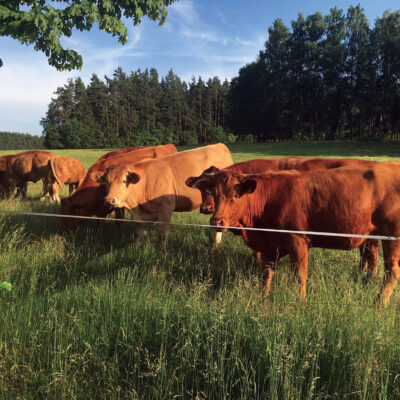 Landmetzgerei Strobel, Selbitz