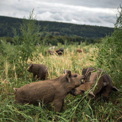 Kulmbacher Weideschwein, Kulmbach