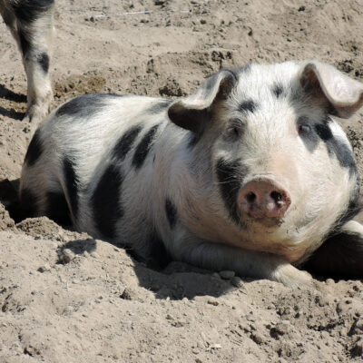 Kulmbacher Weideschwein, Kulmbach