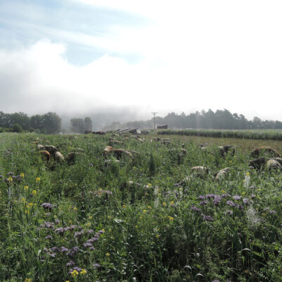 Kulmbacher Weideschwein, Kulmbach