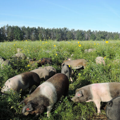 Kulmbacher Weideschwein, Kulmbach