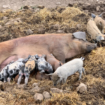 Kulmbacher Weideschwein, Kulmbach