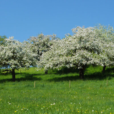 Landschaftspflegeverband Weidenberg und Umgebung e.V., Weidenberg