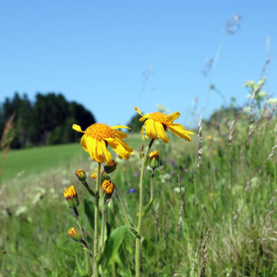 Arnikastadt Teuschnitz: Naturerlebnis Teuschnitzaue