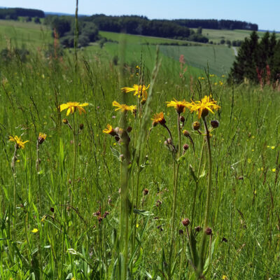 Arnikastadt Teuschnitz: Naturerlebnis Teuschnitzaue