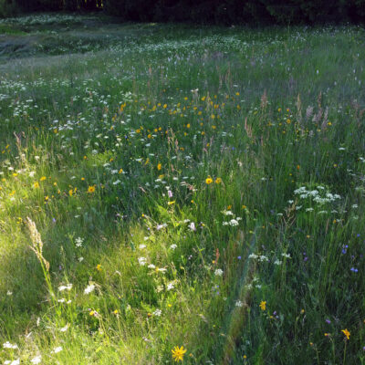 Arnikastadt Teuschnitz: Naturerlebnis Teuschnitzaue