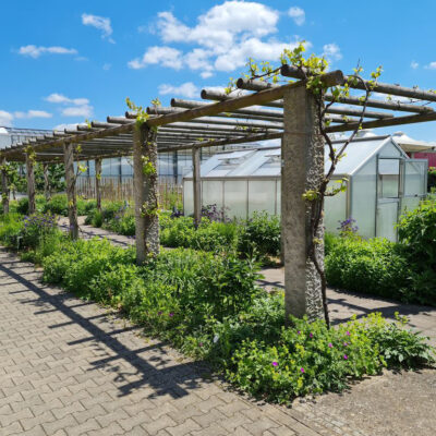 Bamberg: Besuch im Schaugarten des Gemüseversuchsbetriebes