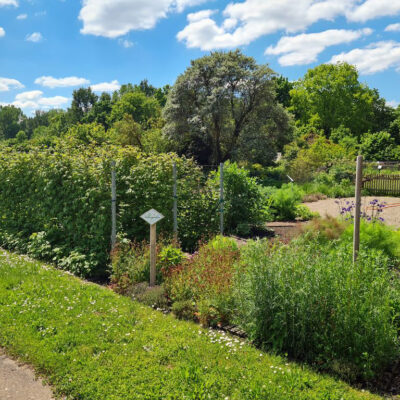 Bamberg: Besuch im Schaugarten des Gemüseversuchsbetriebes