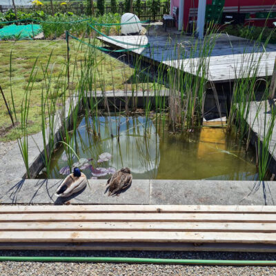 Bamberg: Besuch im Schaugarten des Gemüseversuchsbetriebes