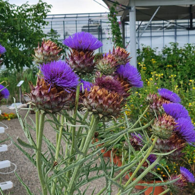 Bamberg: Besuch im Schaugarten des Gemüseversuchsbetriebes