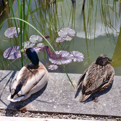 Bamberg: Besuch im Schaugarten des Gemüseversuchsbetriebes