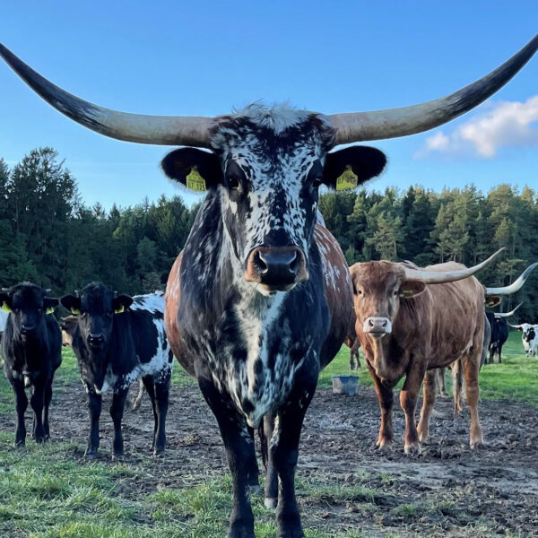 Texas Longhorn Ranch, Prebitz