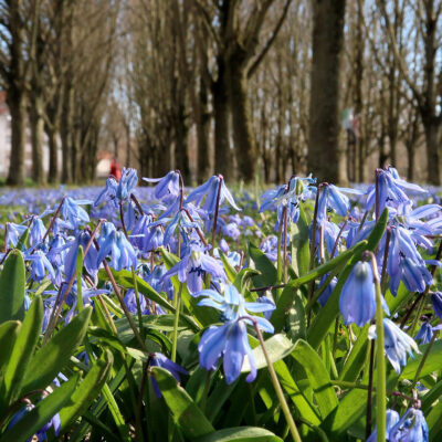 Himmelkron: Promenieren auf der Baille-Maille-Allee