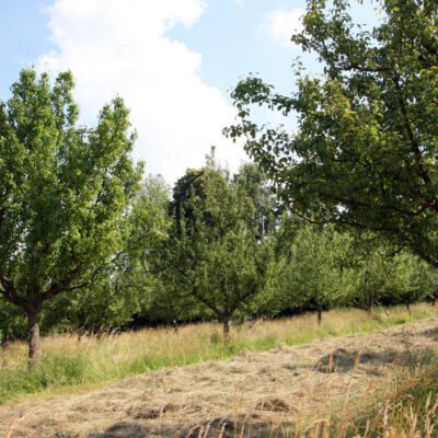 Lauf bei Zapfendorf: Ein Blick ins Paradies - die Obstsortenanlage Lauf