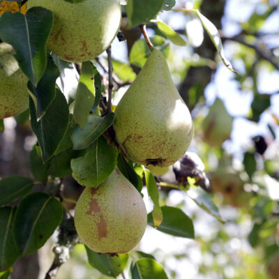 Lauf bei Zapfendorf: Ein Blick ins Paradies - die Obstsortenanlage Lauf