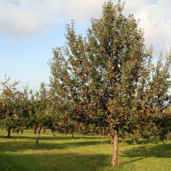 Lauf bei Zapfendorf: Ein Blick ins Paradies - die Obstsortenanlage Lauf