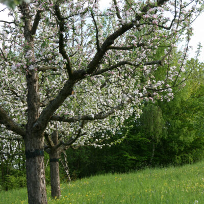 Lauf bei Zapfendorf: Ein Blick ins Paradies - die Obstsortenanlage Lauf