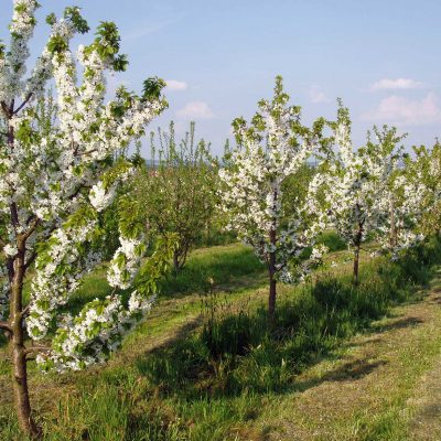 Edelobstbrennerei Schulz, Großheirath-Neuses a.d. Eichen