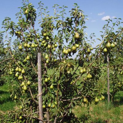 Edelobstbrennerei Schulz, Großheirath-Neuses a.d. Eichen