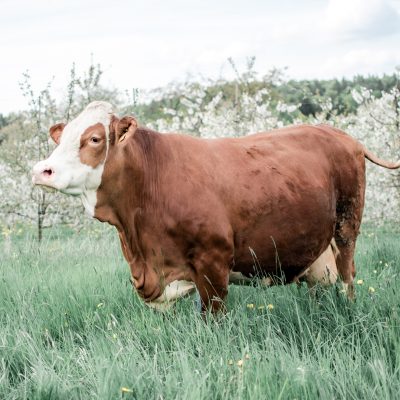 Frische Ernte - Bäuerliche Qualitätsprodukte, Leutenbach